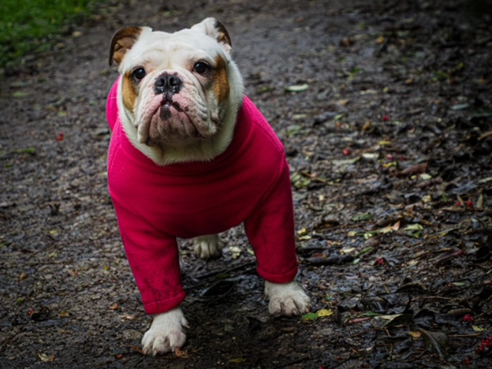 Hotterdog Dog Jumper