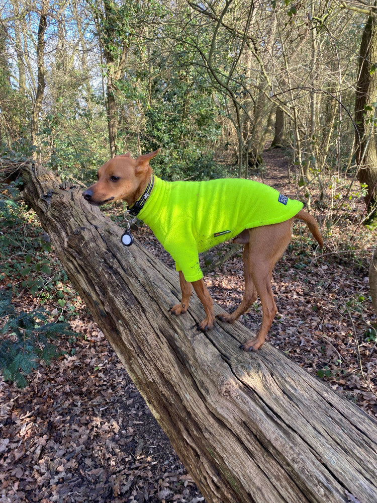 Hotterdog Dog Jumper